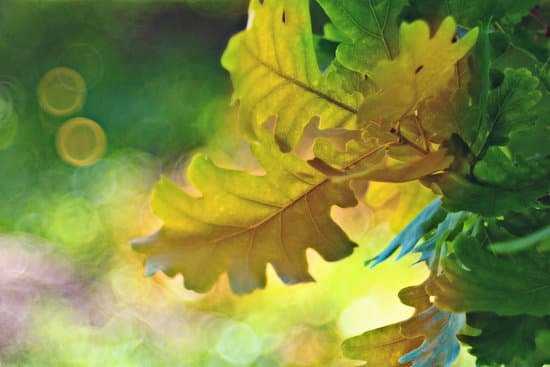 canva green oak leaves bokeh