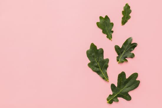 canva green oak leaves on color background MAEF gDLEGE