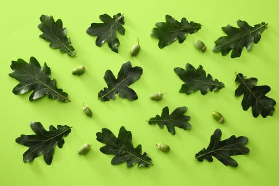 canva green oak leaves on color background MAEF n5Gj A