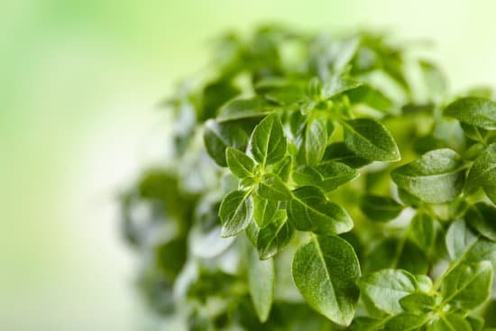 canva green oregano plant closeup MAD9T9LQM5U