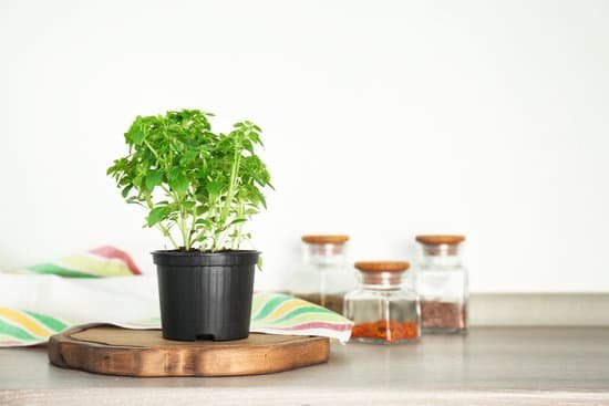 canva green oregano plant in black pot on table MAD9T107y64