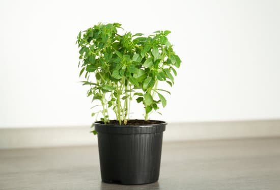 canva green oregano plant in pot on table MAD9TyuPa7g