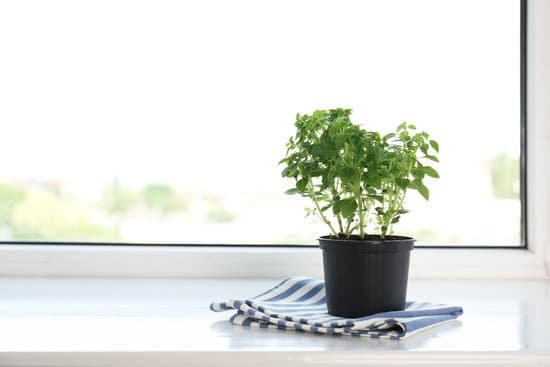 canva green oregano plant in pot on window sill MAD9T53My1Y