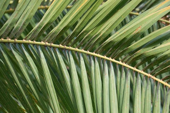 canva green palm tree leaves MAEXg5YWzew