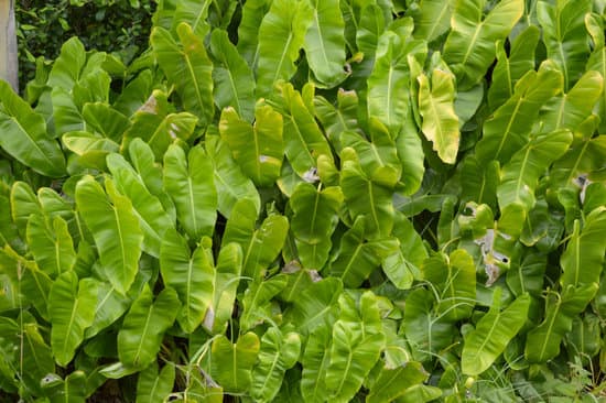 canva green philodendron leaves MADBPgTKNME