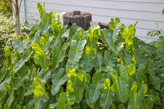 canva green philodendron leaves MADBiBTQWq0