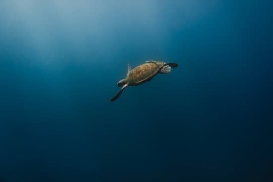 canva green sea turtle
