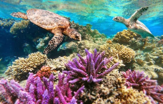 canva green sea turtles swimming over coral reefs MAD 3gVWOaY 1