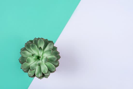 canva green succulent on geometric mint and white background MAEQeV4HaQM