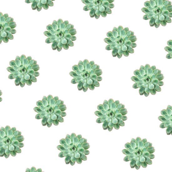 canva green succulents pattern isolated on white MAD pIYKoVY