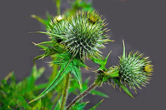 canva green thistle buds MAEFkP5FPaA