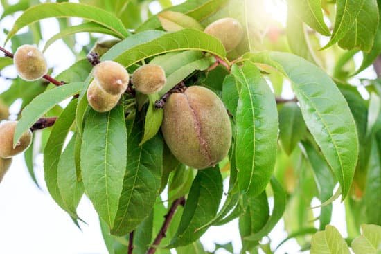 canva green unripe peaches on the tree under sunshine MAD6v5q0R80