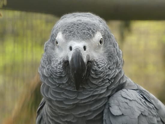 canva grey parrot MADVm9D RtQ