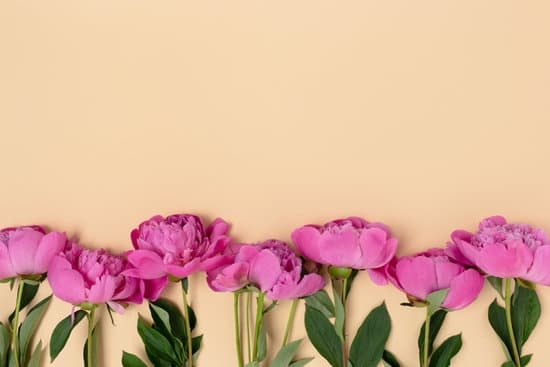 canva group of pink peonies