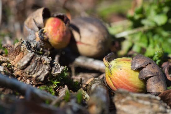 canva growing oak in forest MACt M89jWY