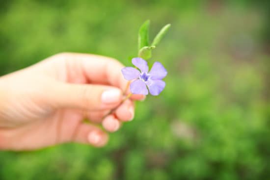 canva hand holding a periwinkle flower on green blurred background MAD Qj2j73U