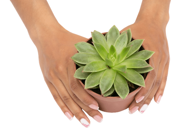 canva hand holding a succulent MAD8 L9yFbs