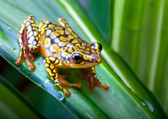 canva harlequin poison dart frog MABNtEZBzFU