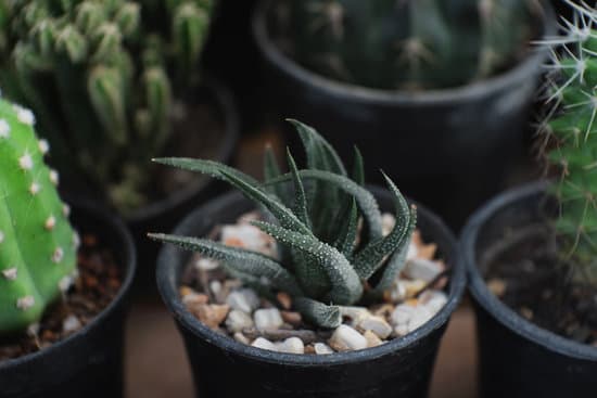 canva haworthia succulent in a pot MAERrCCGf5o