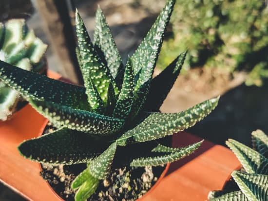 canva haworthia succulent plant in a pot MAERmvZCd0M