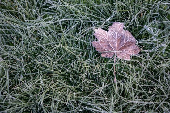 canva hoarfrost on green grass and sycamore leaf in autumn time nature background MADrIXYOKT4