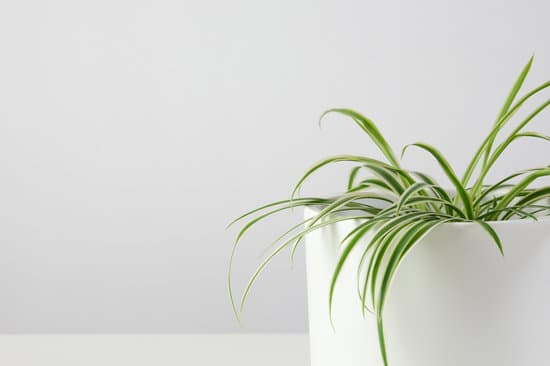 canva home plant in white pot. spider plant. chlorophyllum. home minimalist garden. MAEjjkO0yk8