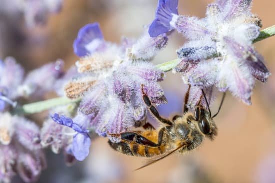 canva honeybee pollinating purple perennial plants MADCXKhNrCE