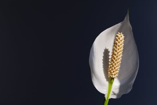 canva houseplant spathiphyllum. beautiful peace lily spathiphyllum with leaves in dark background. bloom flora. a closeup of a single petal white flower called peace lilly spathiphyllum cochlearispat 1