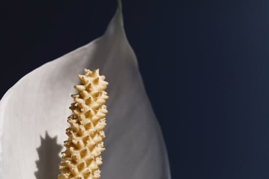 canva houseplant spathiphyllum. beautiful peace lily spathiphyllum with leaves in dark background. bloom flora. a closeup of a single petal white flower called peace lilly spathiphyllum cochlearispat 2