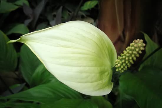 canva houseplant spathiphyllum. beautiful peace lily spathiphyllum with leaves in dark background. bloom flora. a closeup of a single petal white flower called peace lilly spathiphyllum cochlearispat 5