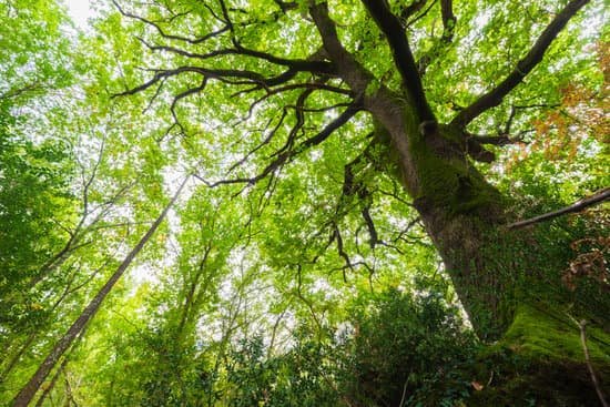 canva huge oak tree in forest MAELcGDFrSc
