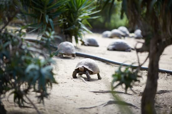 canva huge turtles in south africa MADarCYs4tc