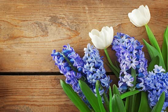 canva hyacinth and tulips on wooden background MAD QkvLsTQ