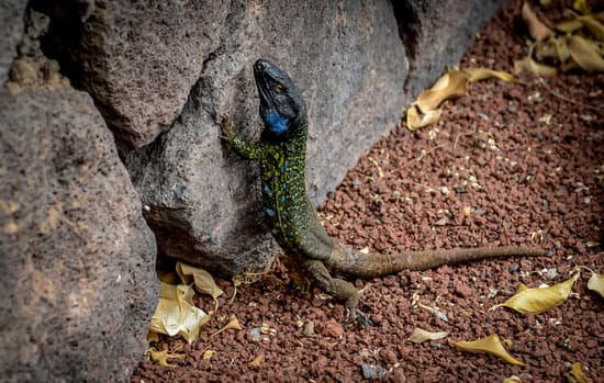 canva iguana climbing on rock MAB5XAYZD2c