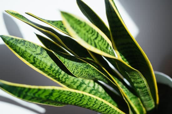 canva indoor decorative plant. sansevieria or snake plant. MAD6b5pZbXM