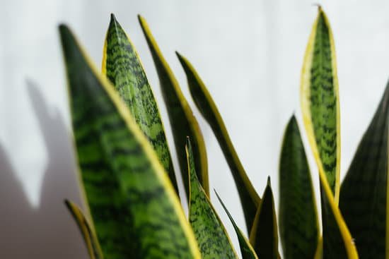 canva indoor decorative plant. sansevieria or snake plant.