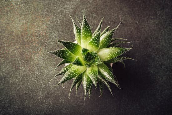 canva indoor houseplant succulent MAD8A thTQ4