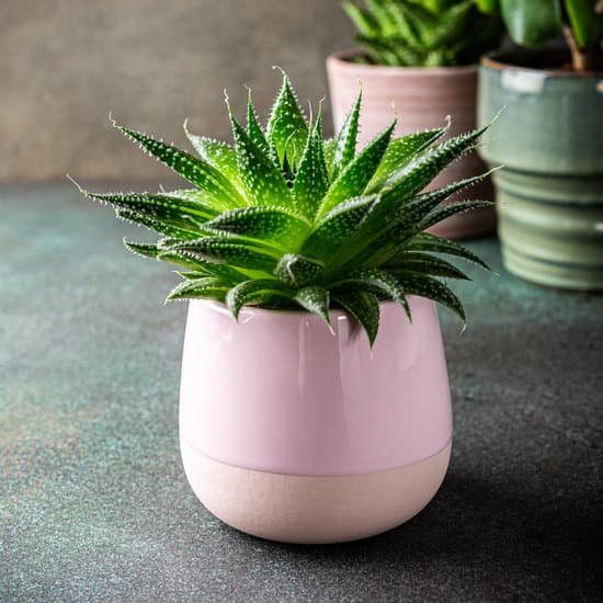 canva indoor houseplant succulent MAD8AyF8TtY
