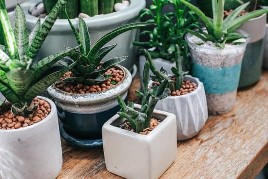 canva indoor succulent plants in a pot