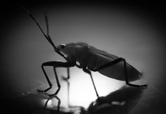 canva insect red stink bug MABB6u N94Q