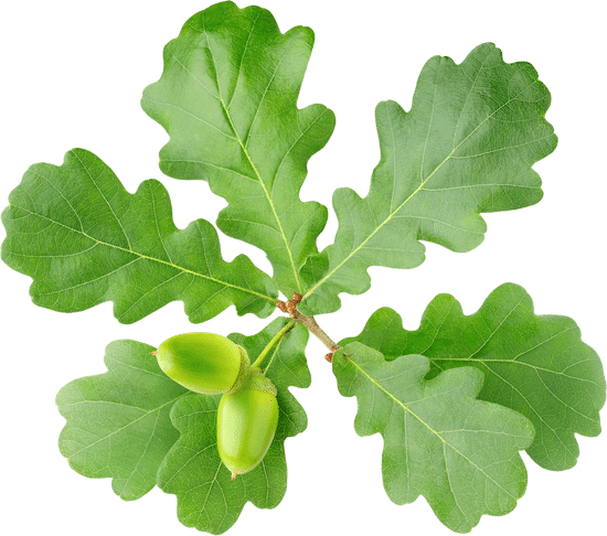 canva isolated branch of oak tree with acorns MAEnjnczD38