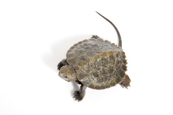 canva japanese turtle MADFKPjvLyU