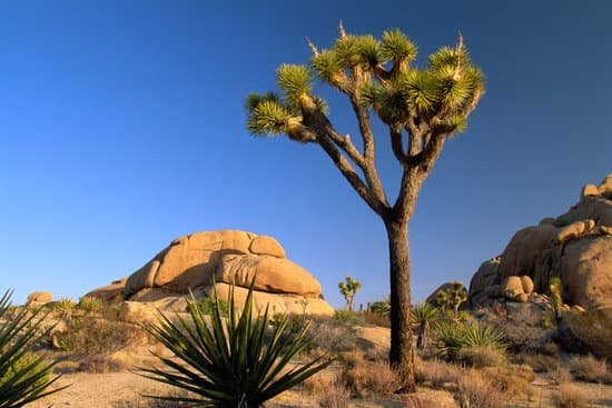 canva joshua trees and yucca plant MAC77vPqWjg