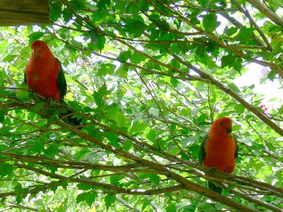 canva king parrot MADIQX i7FM