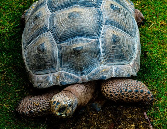 canva large land turtle sitting on a grass lawn