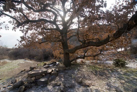 canva large oak tree MACWSf Ubko