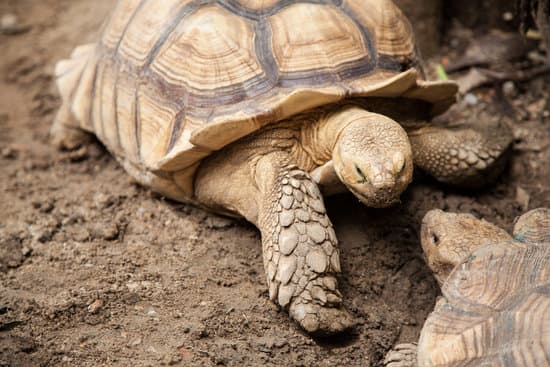 canva large turtle in zoo enclosure MAESZ6NKPL0