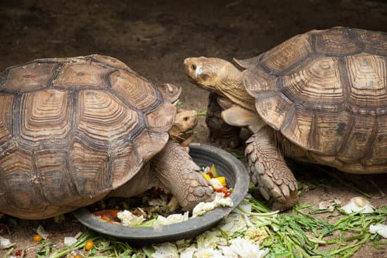 canva large turtle in zoo enclosure MAESZ JsDeA