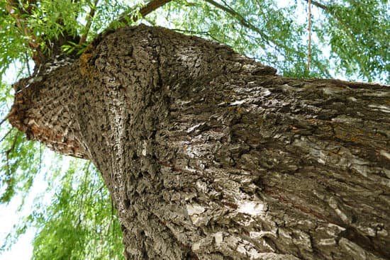 canva large willow tree thick willow tree MAC dzMm2Sk