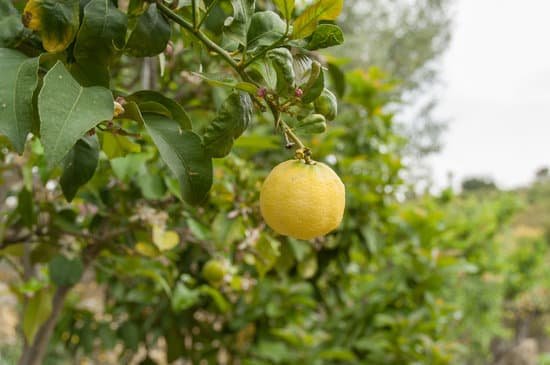 canva lemon on lemon tree MAC5pE3EO5Q